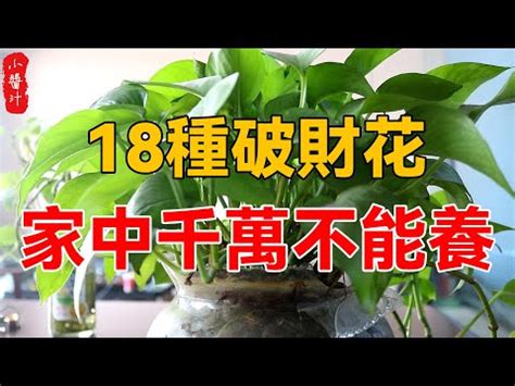 前陽台 招財植物|前陽台招財植物指南：打造事業財運新篇章 